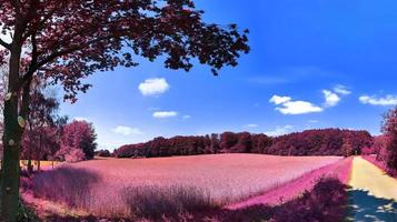 paysage fantastique magnifique et coloré dans un style infrarouge violet asiatique photo