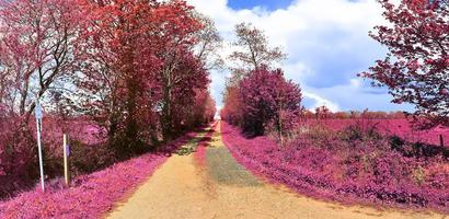 paysage fantastique magnifique et coloré dans un style infrarouge violet asiatique photo