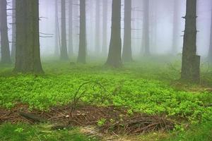 forêt d'épicéas et brouillard photo