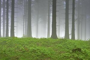 forêt d'épicéas et brouillard photo