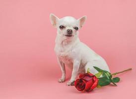 chien chihuahua à poil court blanc regardant la caméra, assis près d'une rose rouge sur fond rose. animaux de compagnie drôles et concept de la saint-valentin photo