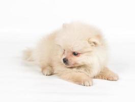 Chiot spitz pomeranian sur fond blanc photo