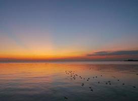 mouettes pataugeant dans l'océan au coucher du soleil photo