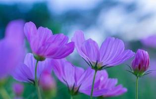 Fleurs de cosmos violet dans le jardin photo