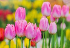 Fleurs de tulipes roses dans le jardin photo