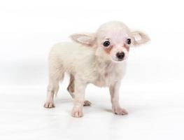 Funny chiot chihuahua pose sur un fond blanc photo