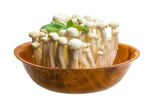 champignon japonais shimeji photo