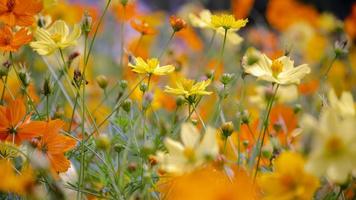 fleurs de cosmos qui fleurissent dans le jardin photo