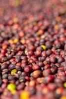 grains de café rouges arabica photo