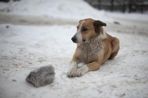 chien errant en hiver dans la rue. chien se trouve dans la neige. animal sans propriétaire. photo