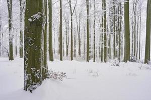 hiver en forêt photo