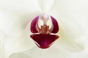 centre de fleur d'orchidée photo