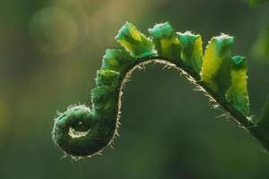 spirale d'une jeune fougère photo