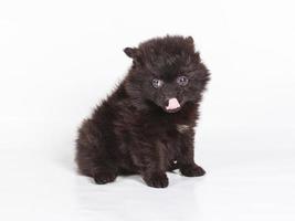 chiot spitz devant un fond blanc. chien poméranien isolé sur fond blanc photo