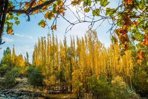 Vue paysage de la forêt de shigar et feuillage en automne, au Pakistan photo