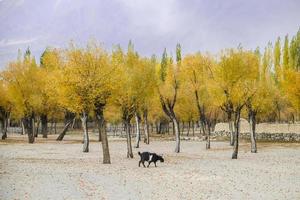 feuilles jaunes des arbres en automne photo