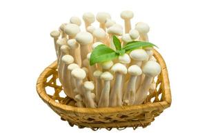 champignon japonais shimeji photo