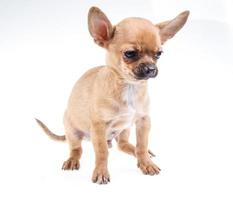 Chiot chihuahua portrait expressif photo