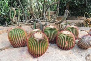 jardin tropical nong nooch photo