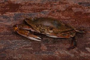 crabe cru - prêt pour la cuisson photo