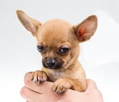 Chiot chihuahua portrait expressif photo