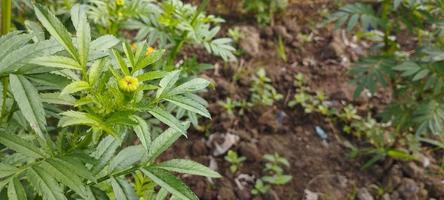 les feuilles de fleurs de gumitir qui poussent encore avec des plantes similaires sont très belles photo