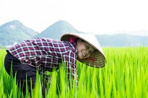 agricultrice dans la rizière photo