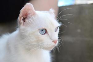 chat blanc pur aux yeux bleu turquoise et aux oreilles roses défectueuses photo