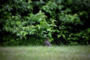 lapin près des plantes photo