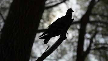 pigeon sur une branche d'arbre. silhouette de pigeon sur l'arbre. un oiseau en été. photo
