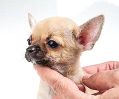 Chiot chihuahua portrait expressif photo