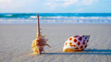 coquillages colorés sur la plage en été photo