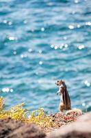 écureuil terrestre debout sur une falaise