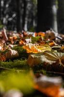 feuilles mortes colorées sur le sol forestier photo