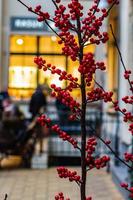 buisson de fruits rouges photo