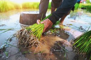 personne plantant dans une rizière photo