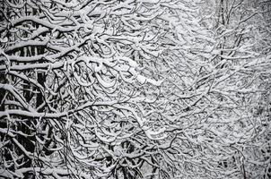 paysage d'hiver dans un parc enneigé après une forte chute de neige humide. une épaisse couche de neige se trouve sur les branches des arbres photo