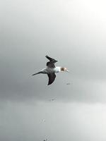 mouette volant dans le ciel photo