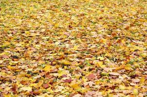 un grand nombre de feuilles d'automne tombées et jaunies sur le sol. texture de fond automne photo