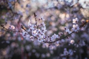 branche de fleur de cerisier photo