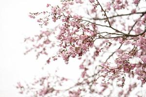 fleurs de cerisier rose dans un ciel couvert photo