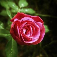 macro de rose rouge