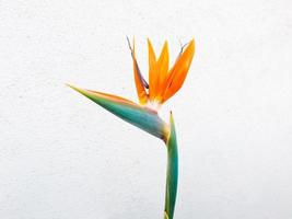 Oiseaux de paradis orange fleur bouchent