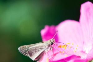 papillon marron et blanc photo