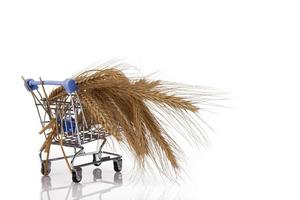 épillets de blé dans un chariot de supermarché. sécurité alimentaire, crise. fond blanc isolé. photo