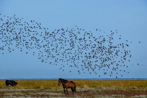 un grand troupeau d'oiseaux et 2 chevaux photo