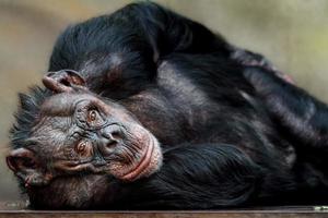 portrait de chimpanzé photo