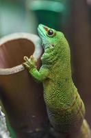gecko diurne géant de madagascar photo