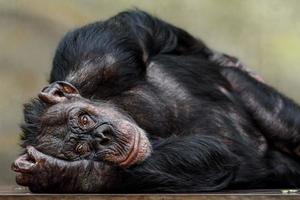 portrait de chimpanzé photo