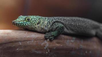 gecko de jour debout photo